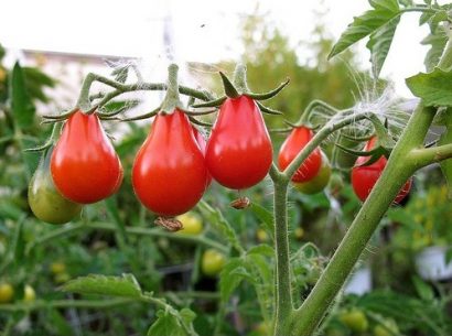 tomate red pear 20 sementes 1357 e1496417349791