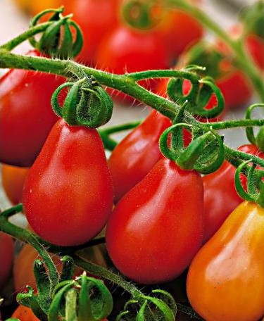 tomate red pear 20 sementes 1447 e1496417446564