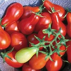 tomate red pear 20 sementes 2537 e1496417504899