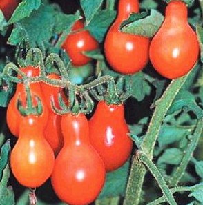 tomate red pear 20 sementes 4744 e1496417466496