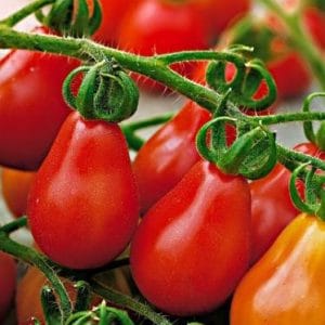 Tomate Red Pear: 20 Sementes