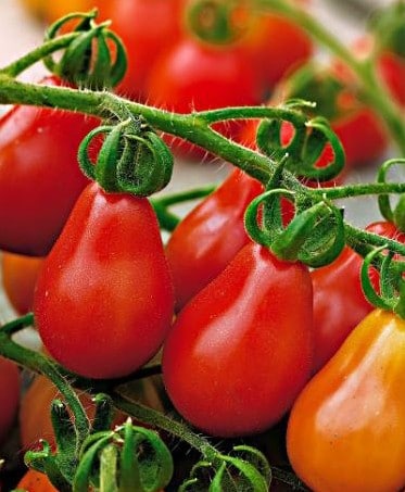 tomate red pear 20 sementes 6630 e1496417542445