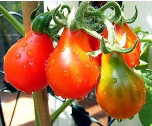 tomate red pear 20 sementes 6750 e1496417423427