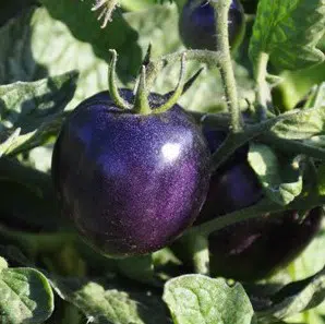 tomate roxo 20 sementes 1701 e1496415064717