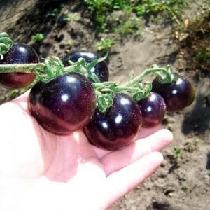 tomate roxo 20 sementes 4310 e1496414942361