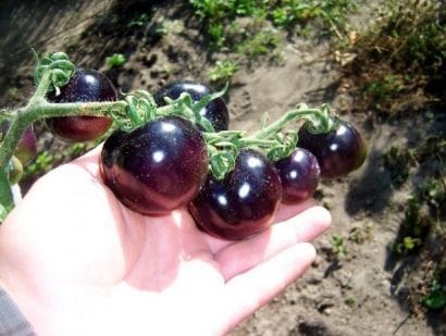 tomate roxo 20 sementes 4310 e1496414942361