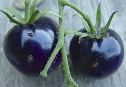 tomate roxo 20 sementes 5007 e1496414960691