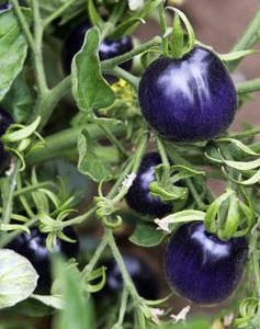 tomate roxo 20 sementes 6004 e1496414980292