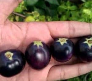 tomate roxo 20 sementes 6713 e1496414924363