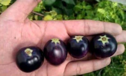 tomate roxo 20 sementes 6713 e1496414924363