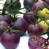 Tomate Roxo: 20 Sementes