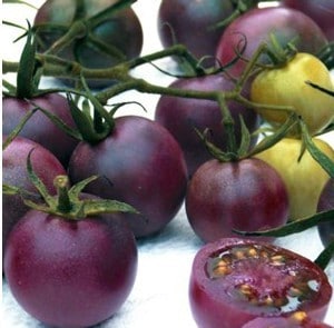 Tomate Roxo: 20 Sementes