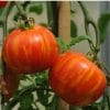 Tomate Tigerella: 20 Sementes