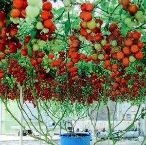 tomate triple l crop 20 sementes 1036 e1496413523372