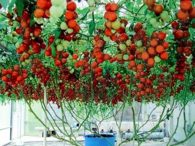 tomate triple l crop 20 sementes 1036 e1496413523372