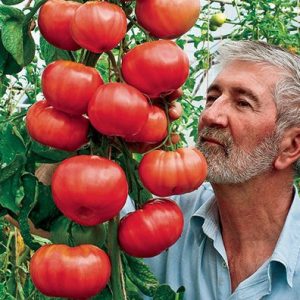 tomate triple l crop 20 sementes 5227 e1496413590204