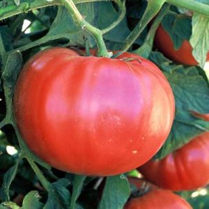 triple l crop tomate 1