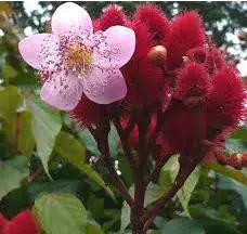 urucum 20 sementes 1690 e1496369501740