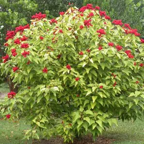 urucum 20 sementes 5083 e1496411977604