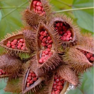 urucum 20 sementes 5586 e1498762262157