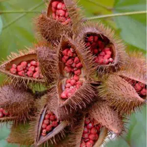 urucum 20 sementes 5586 e1498762262157