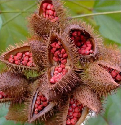 urucum 20 sementes 5586 e1498762262157