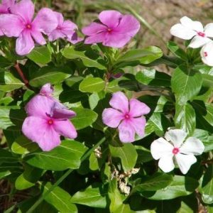 vinca sortida 20 sementes 1526 e1496622439857