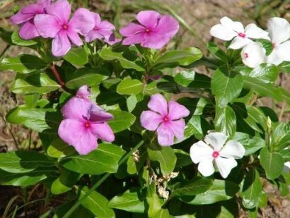 vinca sortida 20 sementes 1526 e1496622439857