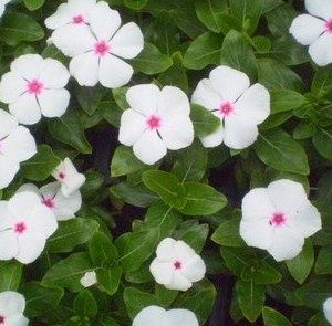 vinca sortida 20 sementes 2630 e1496622418378