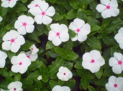 Vinca Sortida: 20 Sementes - SoFlor Sementes