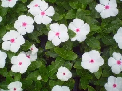 vinca sortida 20 sementes 2630 e1496622418378