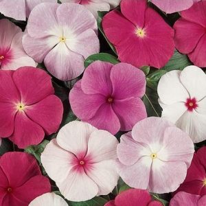 Vinca Sortida: 20 Sementes - SoFlor Sementes