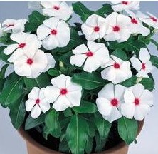 Vinca Sortida: 20 Sementes - SoFlor Sementes