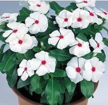 vinca sortida 20 sementes 3755 e1496622163257