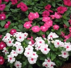 vinca sortida 20 sementes 4439 e1496622300833