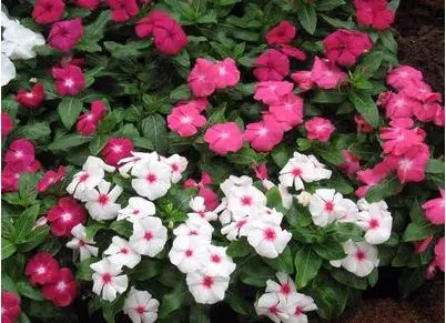 vinca sortida 20 sementes 4439 e1496622300833