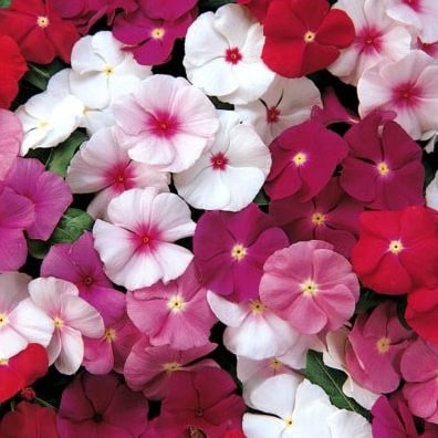 Vinca Sortida: 20 Sementes - SoFlor Sementes