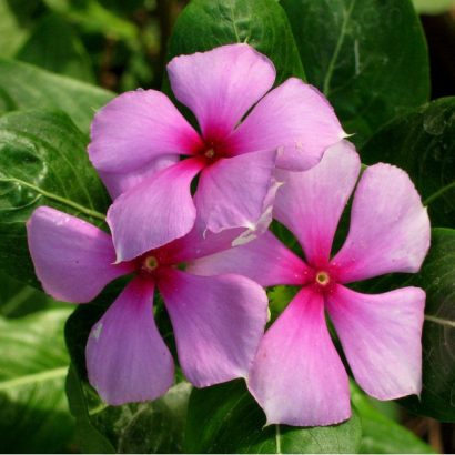 vinca sortida 20 sementes 6858