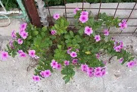 vinca sortida 20 sementes 7945 e1496622250998