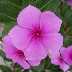 vinca sortida 20 sementes 8533 e1496622384871