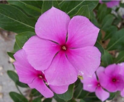 vinca sortida 20 sementes 8533 e1496622384871