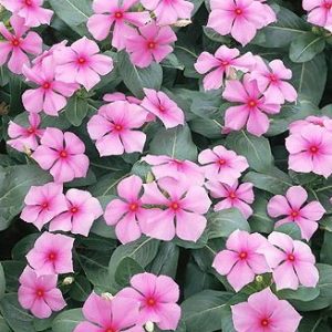 vinca sortida 20 sementes 8548 e1496622222882