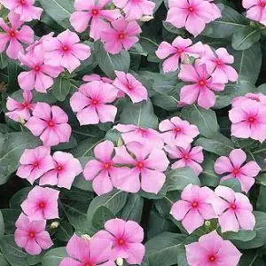 vinca sortida 20 sementes 8548 e1496622222882