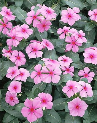 Vinca Sortida: 20 Sementes - SoFlor Sementes