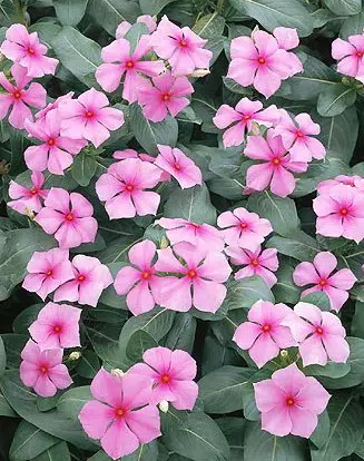 vinca sortida 20 sementes 8548 e1496622222882