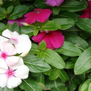 vinca sortida 20 sementes 9752 e1496622186728