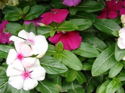 vinca sortida 20 sementes 9752 e1496622186728