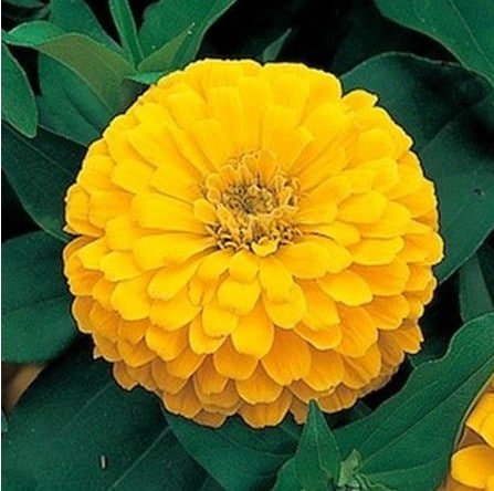 Zinnia Amarela Gigante da Califórnia: 15 Sementes - SoFlor Sementes