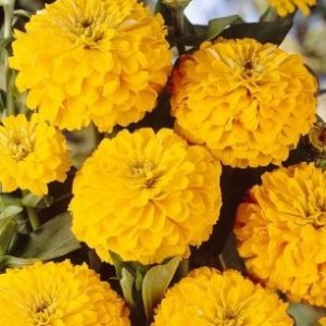 zinnia amarela gigante da california 15 sementes 1876 e1496676318399