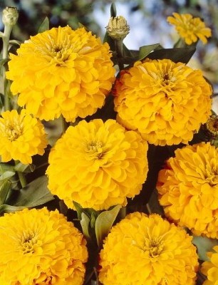 Zinnia Amarela Gigante da Califórnia: 15 Sementes - SoFlor Sementes